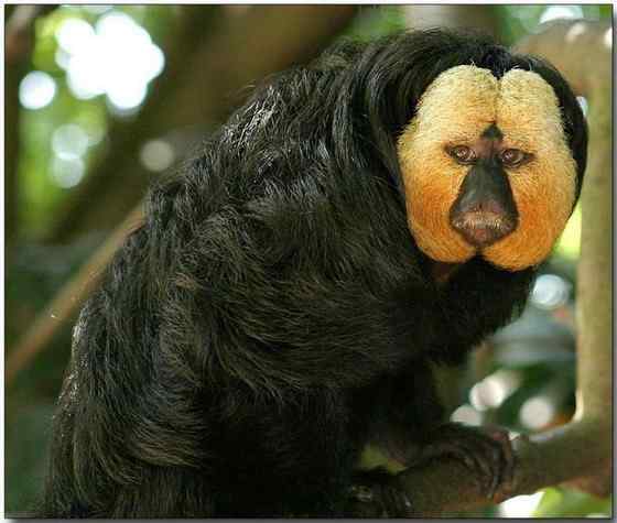 白脸僧面猴 White faced saki 白脸僧面猴 White faced saki