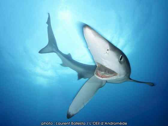 漂亮的鲨鱼  大青鲨、虎头鲨