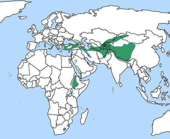 喜马拉雅山的大鸟  胡兀鹫