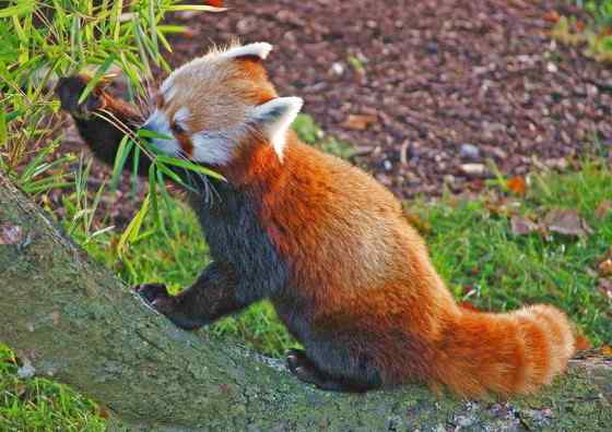 小熊猫又被叫做火狐(Fire fox) 小熊猫又被叫做火狐(Fire fox)