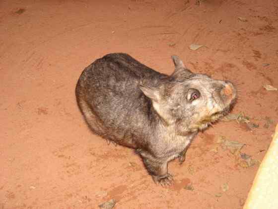 澳洲考拉 袋熊 澳洲考拉 袋熊
