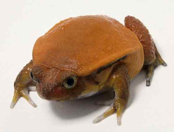 猩红的“西红柿”  马达加斯加 番茄蛙