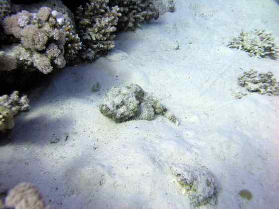 危险的鱼咬人 石鱼 危险的鱼咬人 石鱼