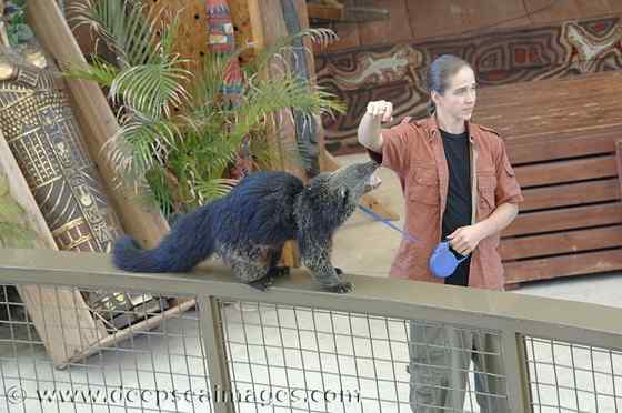 熊狸 Arctictis binturong 熊灵猫、貉獾 熊狸 Arctictis binturong 熊灵猫、貉獾