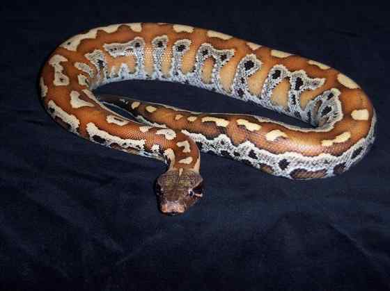 小型蛇  血蟒、侏蟒（Short python）