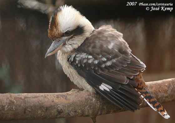 澳洲笑翠鸟 澳洲笑翠鸟