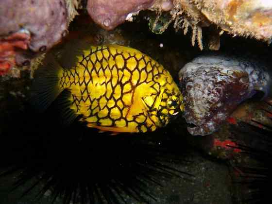 观赏鱼类 松球鱼 pinecone fish