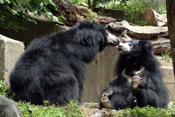 吃蚂蚁的熊  懒熊