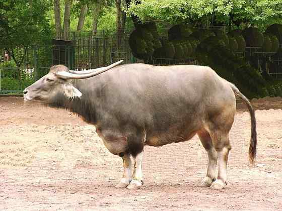 印度神话 亚洲水牛