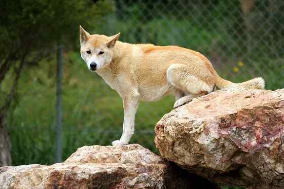 澳洲野狗 最著名的外来入侵物种