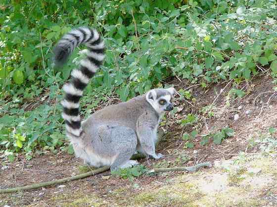 著名的马达加斯加狐猴  环尾狐猴