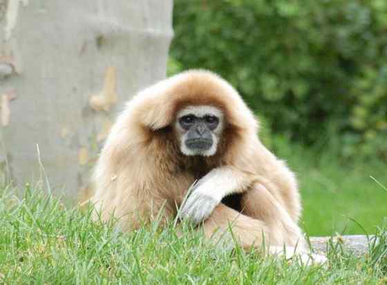 稀有的白掌长臂猿 Hylobates lar