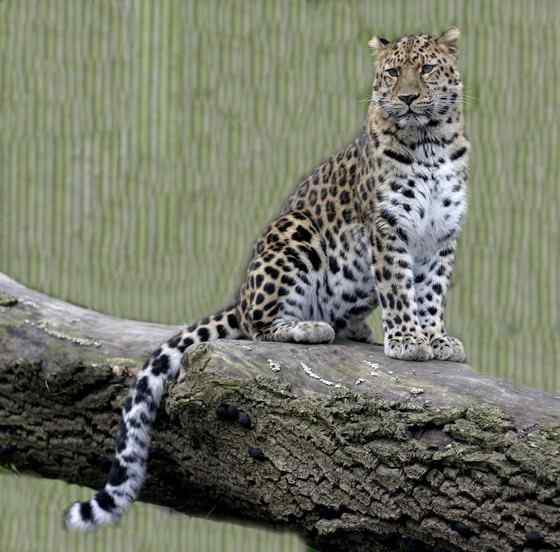 仅次于东北虎的大型猫科动物 远东豹