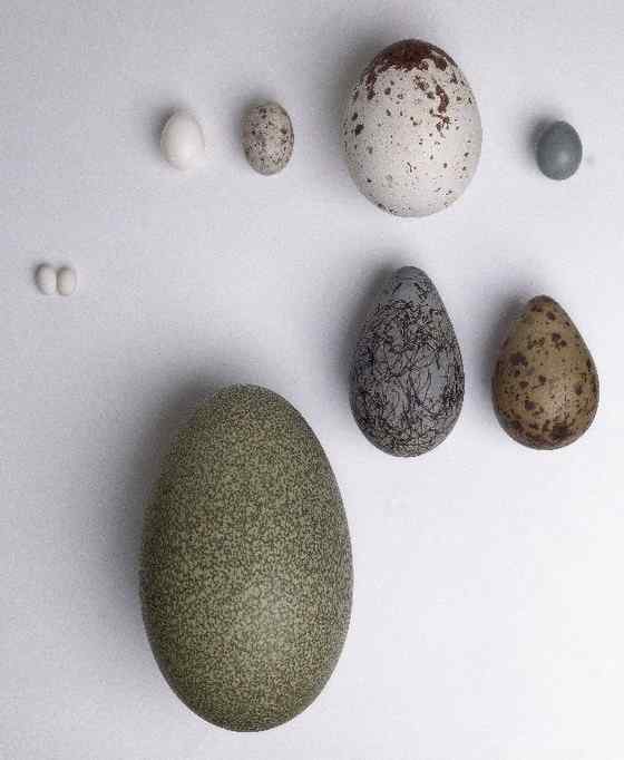 大型走禽——食火鸡(鹤鸵)