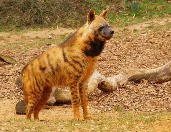 缟鬣狗 Hyaena hyaena