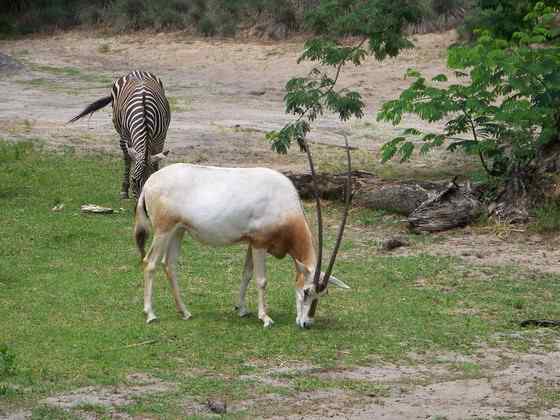 沙漠中的羚羊——弯角大羚羊 Oryx dammah