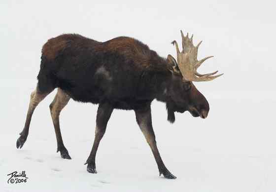 鹿科动物中体型最大的驼鹿