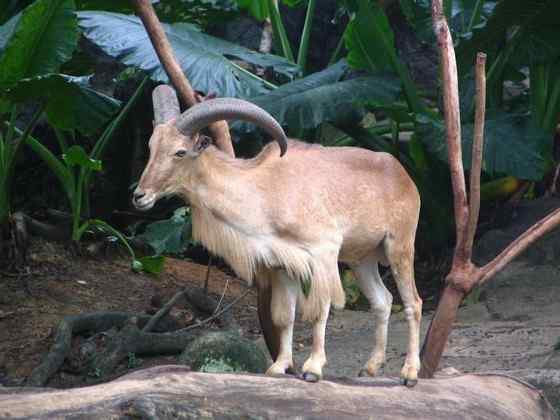非洲唯一的野生羊种——鬣羊 bearded argali 非洲唯一的野生羊种——鬣羊 bearded argali