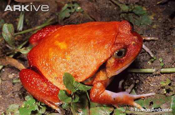 猩红的“西红柿”  马达加斯加 番茄蛙