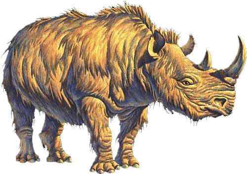 远古巨兽的直系后裔  亚洲犀牛 苏门答腊犀