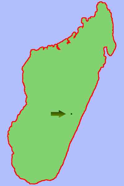 一生离不开竹子  马达加斯加 金竹驯狐猴