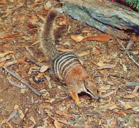 袋食蚁兽 Myrmecobius fasciatus 袋食蚁兽 Myrmecobius fasciatus