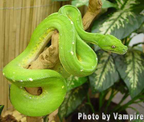养蟒蛇当宠物--绿树蟒
