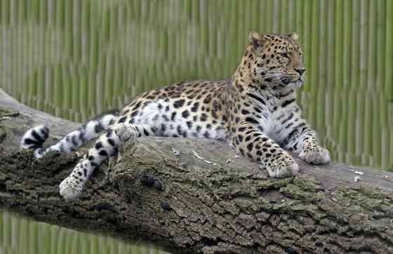 仅次于东北虎的大型猫科动物 远东豹