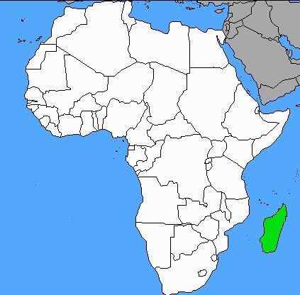 马达加斯加最原始的物种  大狐猴