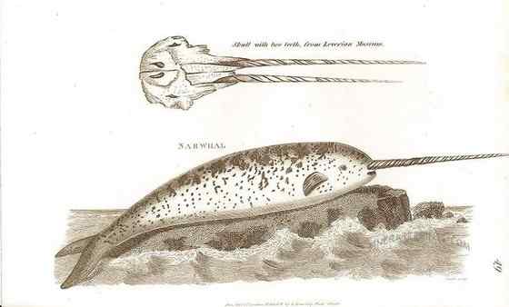 北冰洋中的独角兽 长“牙齿”的角鲸