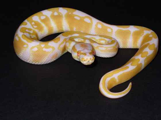 球蟒 受惊时会卷成球状的蟒蛇