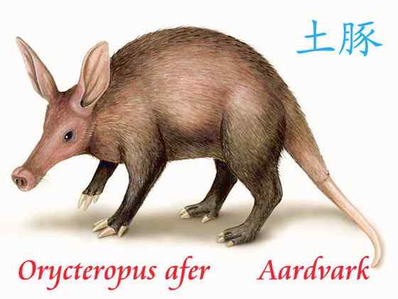 非洲的食蚁兽  土豚 Orycteropus afer
