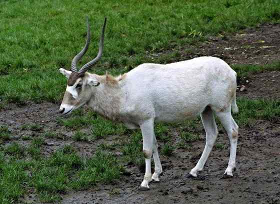 旋角羚 Addax nasomaculatus