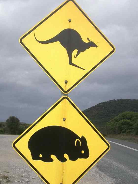 澳洲考拉 袋熊 澳洲考拉 袋熊