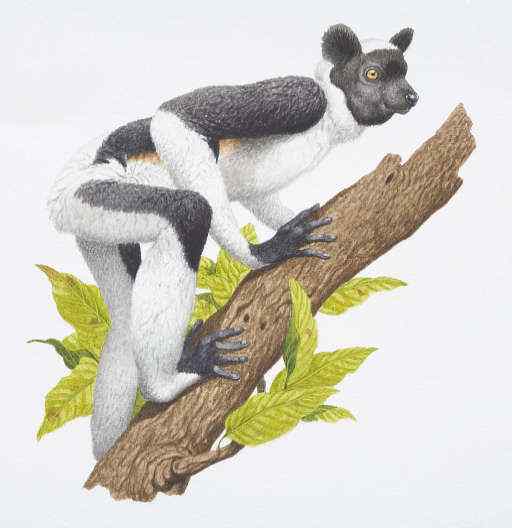 马达加斯加最原始的物种  大狐猴