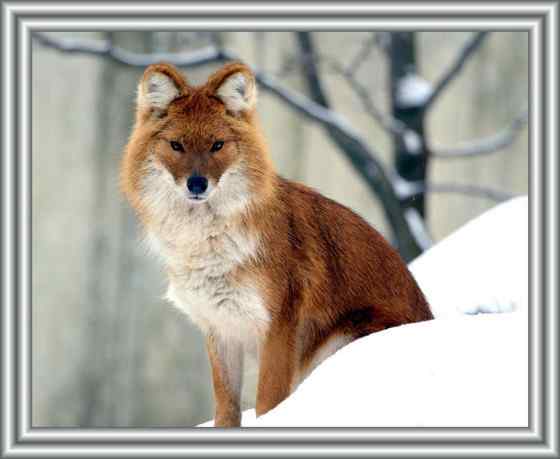 英国著名小说家吉卜林笔下的“红狗”  豺