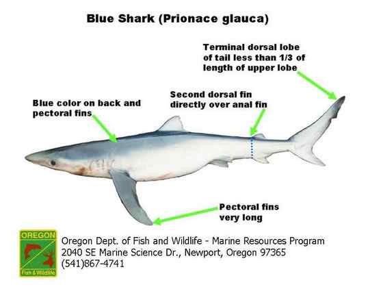 漂亮的鲨鱼  大青鲨、虎头鲨