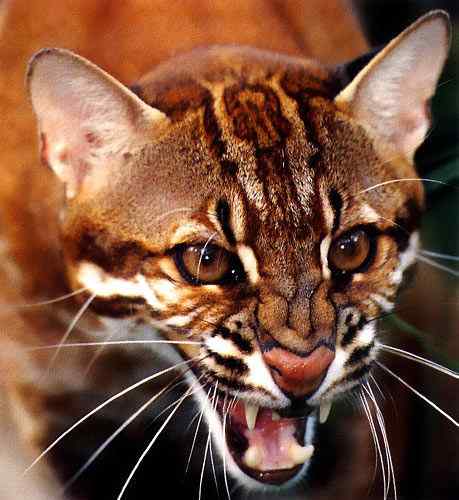 龙虎彪豹中的“彪”——亚洲金猫