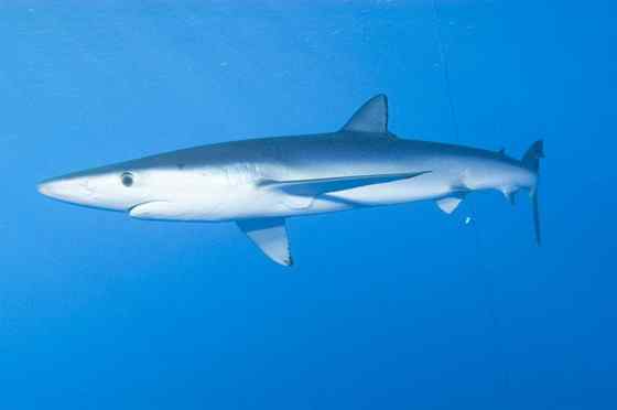 漂亮的鲨鱼  大青鲨、虎头鲨