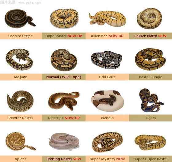 球蟒 受惊时会卷成球状的蟒蛇