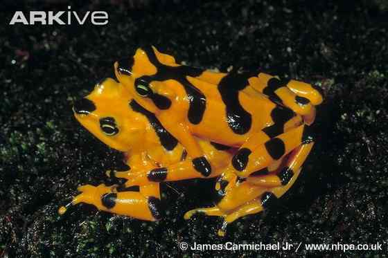 巴拿马金蛙 黄金箭毒蛙(Golden Arrow Poison Frog) 巴拿马金蛙 黄金箭毒蛙(Golden Arrow Poison Frog)