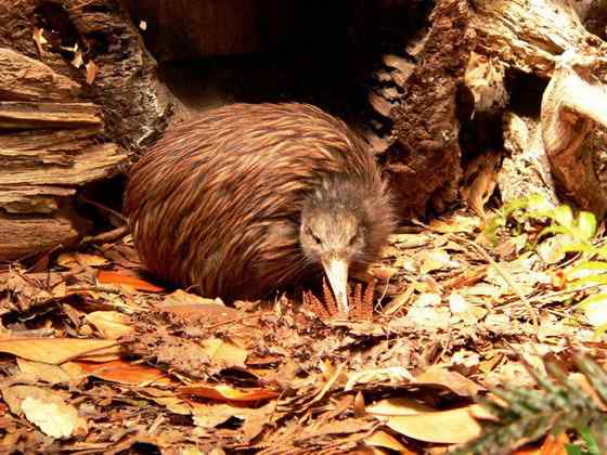 几维鸟 鹬鸵 KIWI