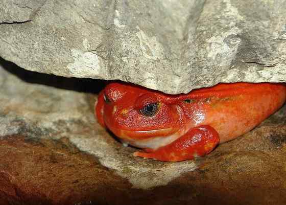 猩红的“西红柿”  马达加斯加 番茄蛙