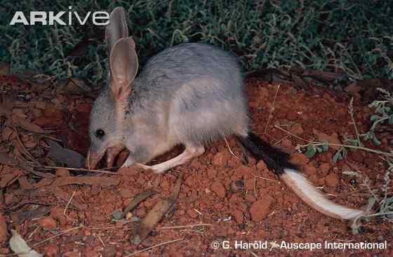 澳大利亚最奇特的有袋目动物之一 兔耳袋狸