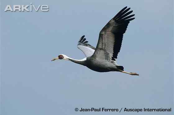 大型涉禽白枕鹤 White naped Crane
