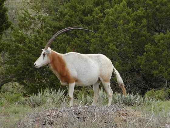 沙漠中的羚羊——弯角大羚羊 Oryx dammah