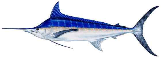 海明威《老人与海》中的旗鱼 Sailfish、Billfish