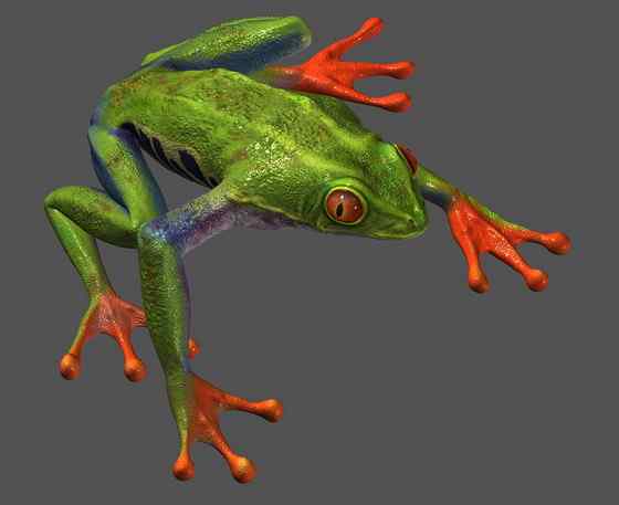 最漂亮的蛙类 红眼树蛙 最漂亮的蛙类 红眼树蛙