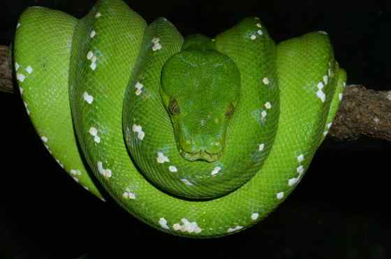 养蟒蛇当宠物  绿树蟒