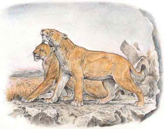 亚洲有狮子吗？  亚洲狮